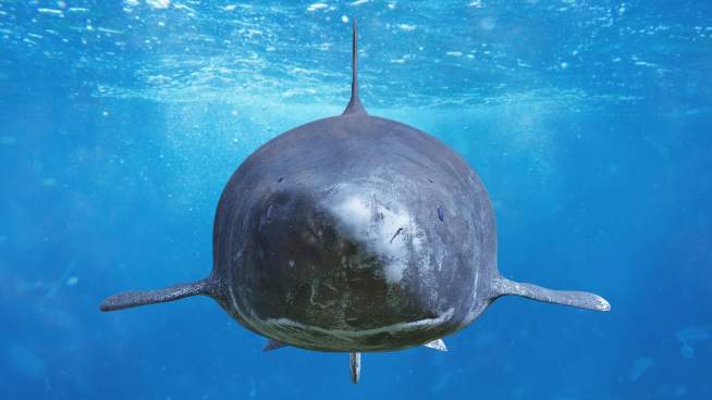 Deep-Sea Mining: A Threat to Wildlife, People and the Planet