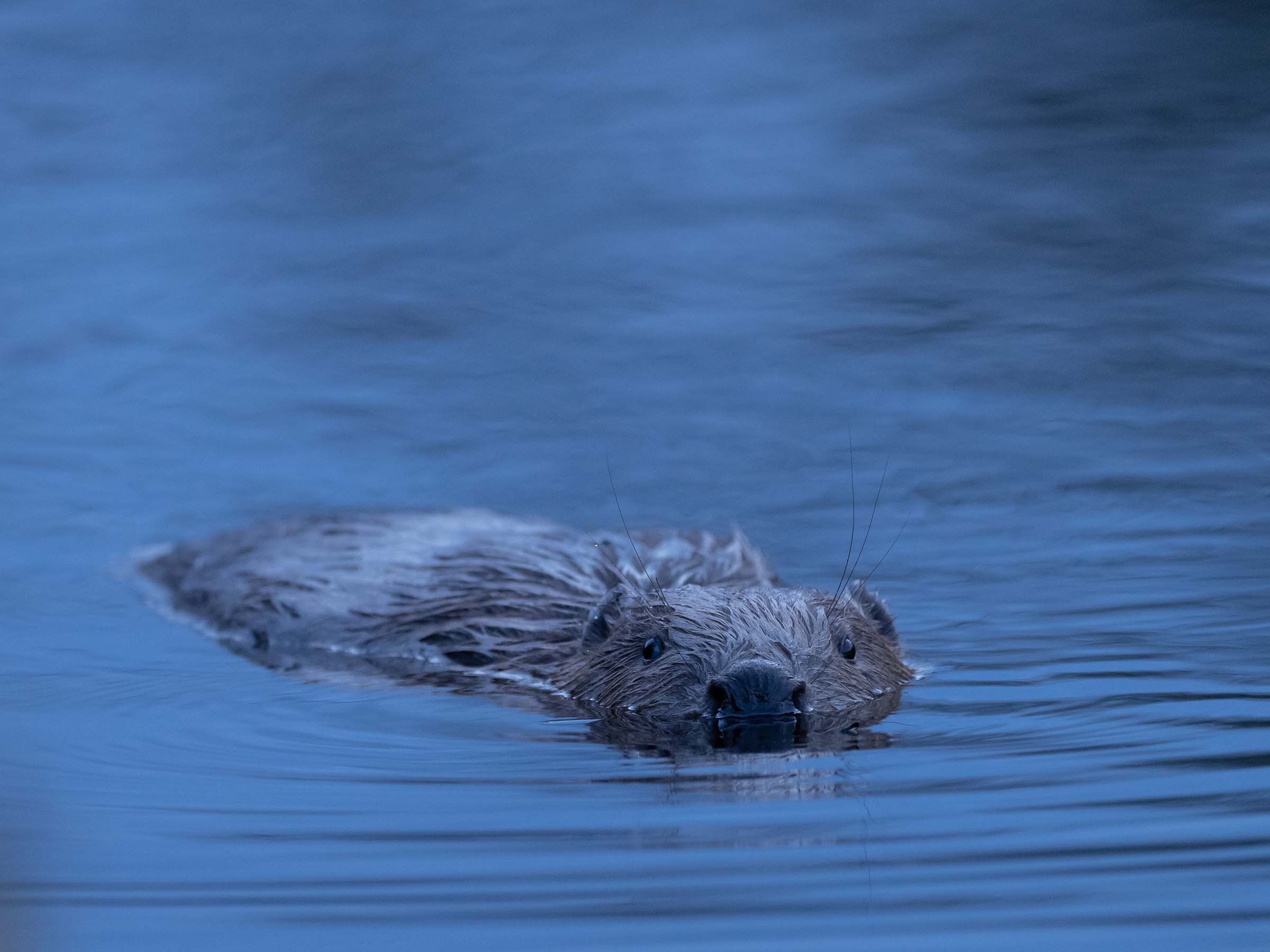 Ecosystem Engineers: Welcoming Back Our Beavers