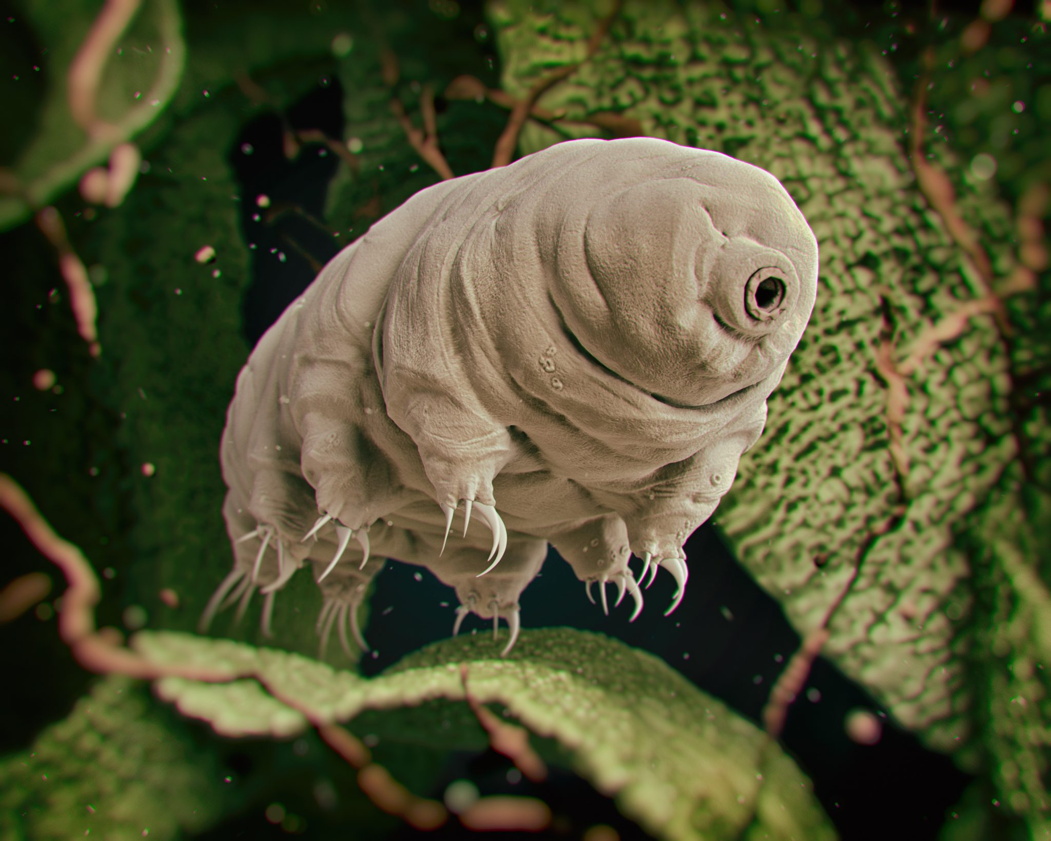 The Upside Down – Without the Beetles