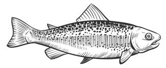 a trout