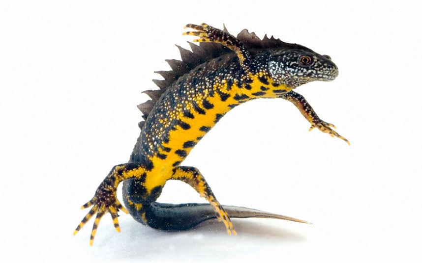 The Upside Down – Eye of Newt