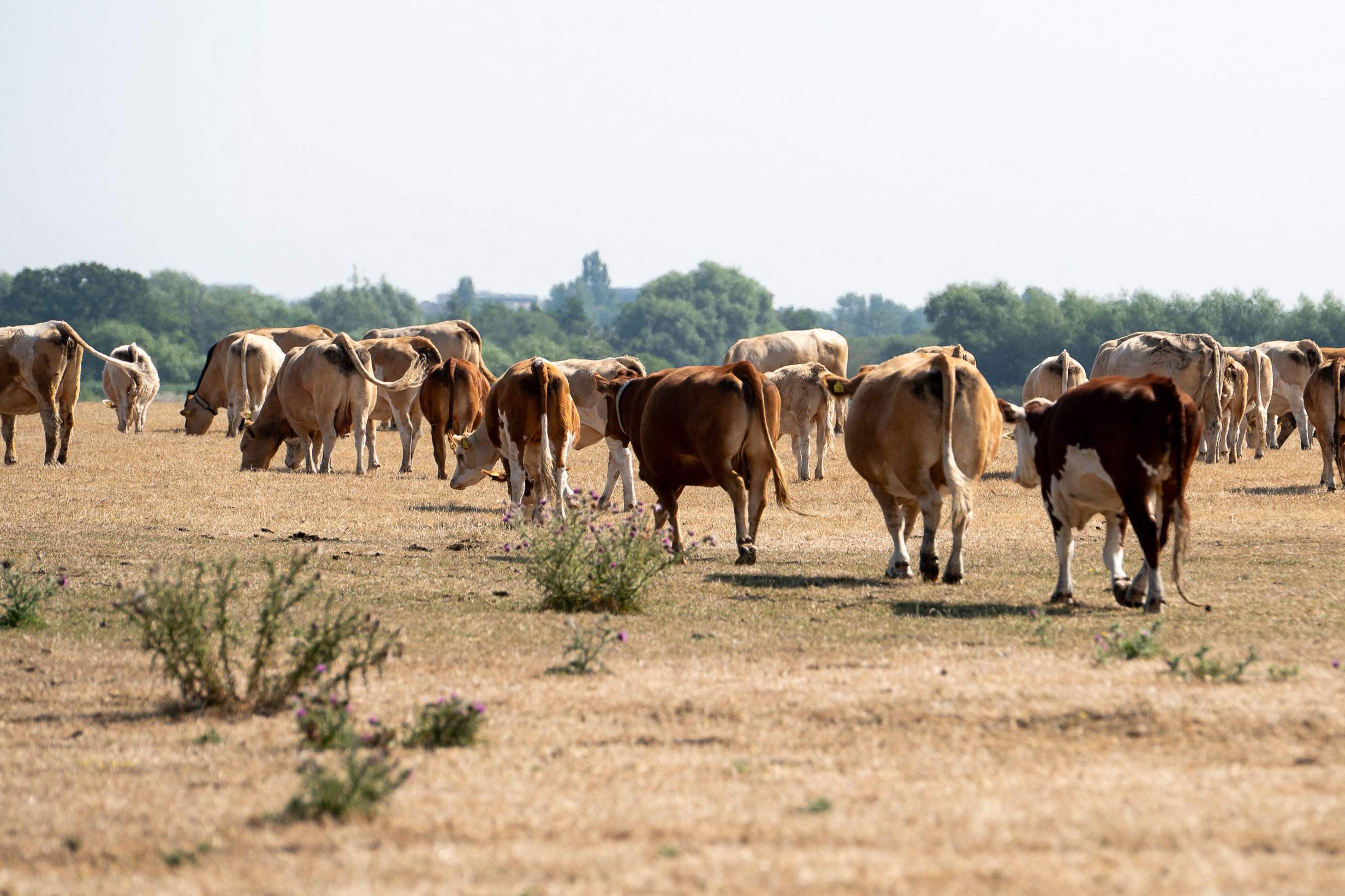 That’s True Too – Give Fossil Fuel Sponsorship the Red Card